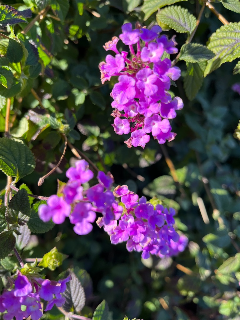 f:id:narutabi:20231203103756j:image