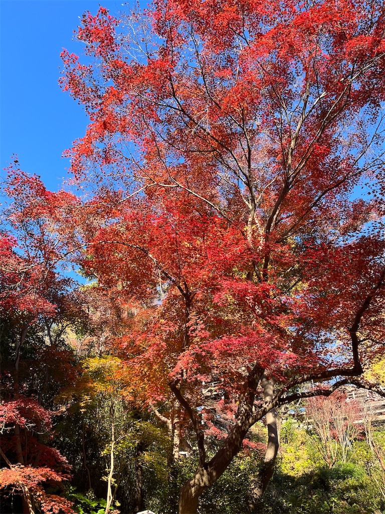 f:id:narutabi:20231203103825j:image