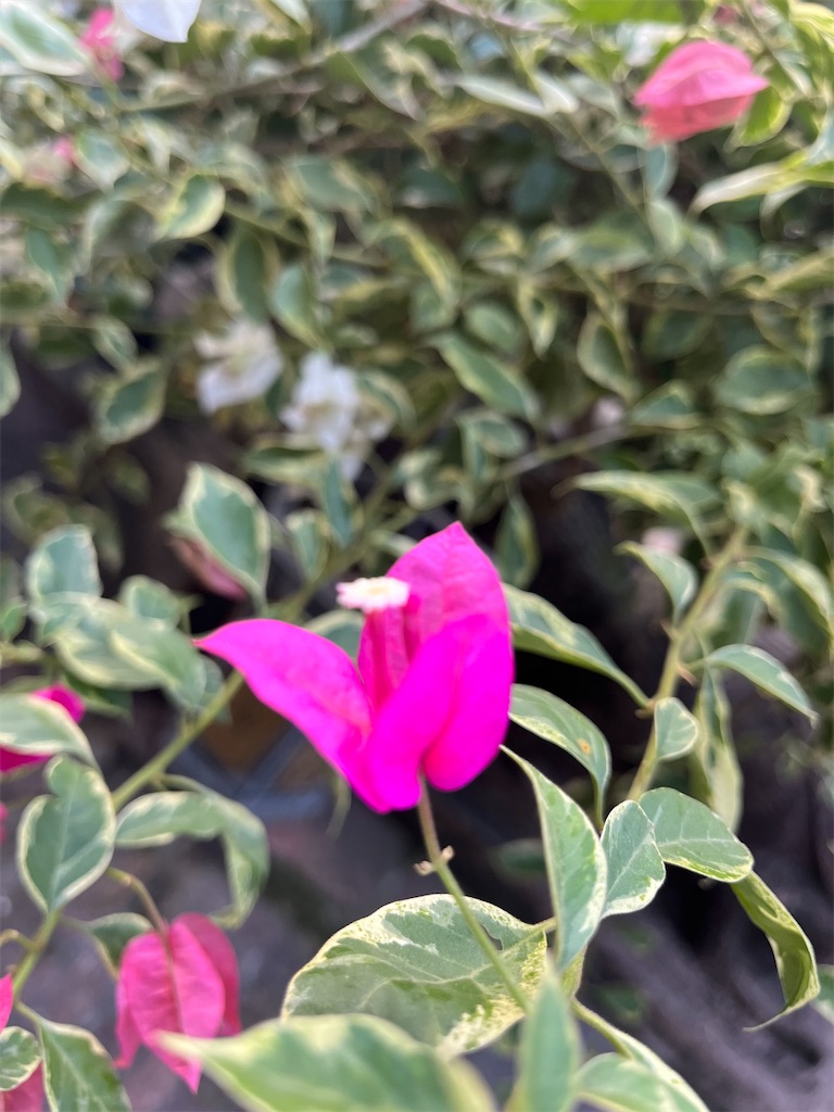 f:id:narutabi:20231218225850j:image