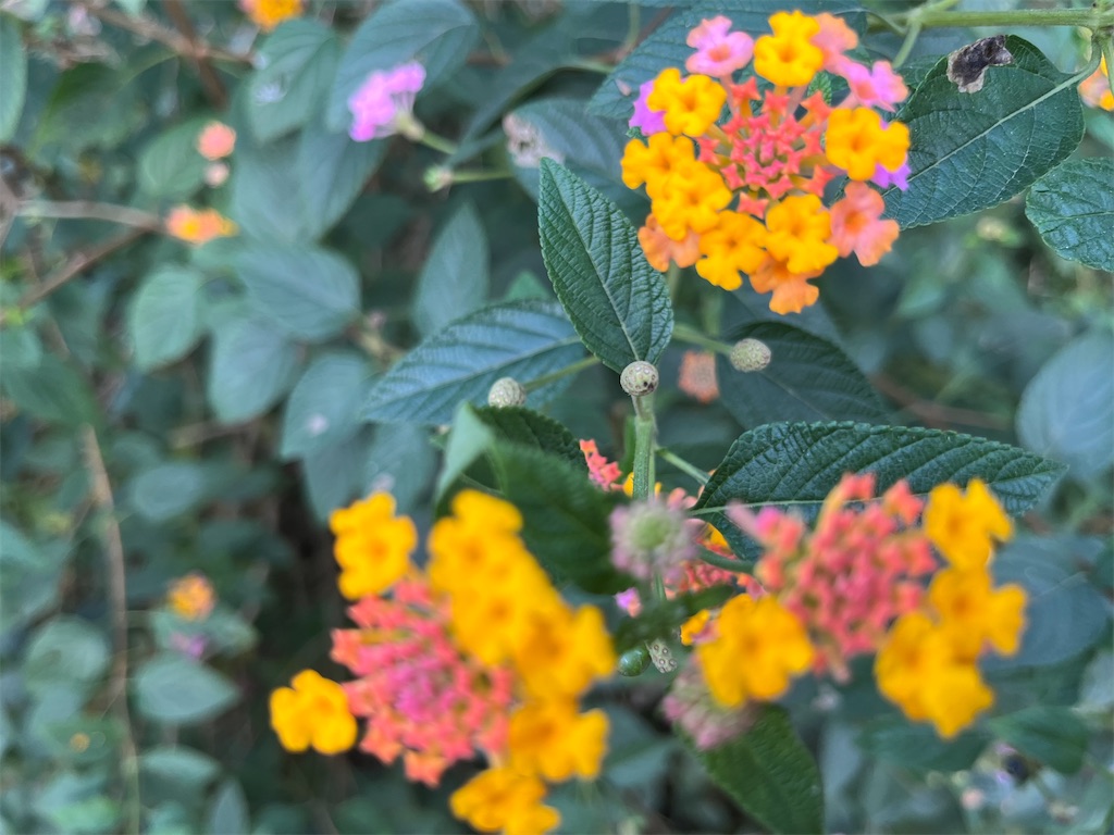 f:id:narutabi:20231218225853j:image