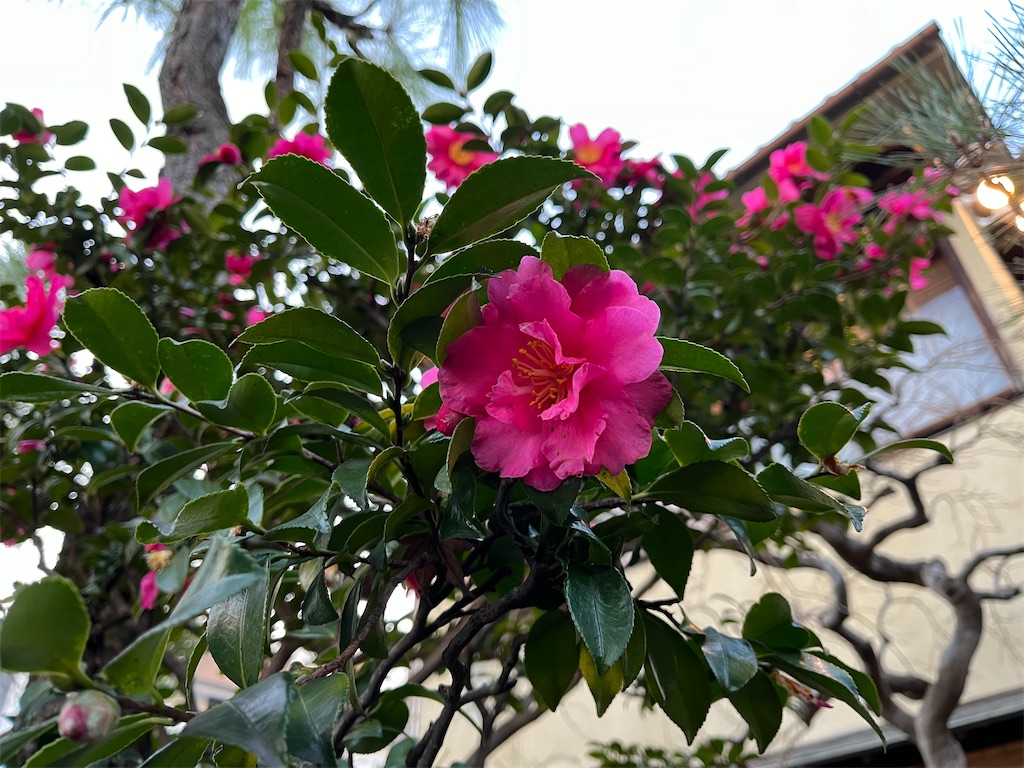 f:id:narutabi:20240121150011j:image