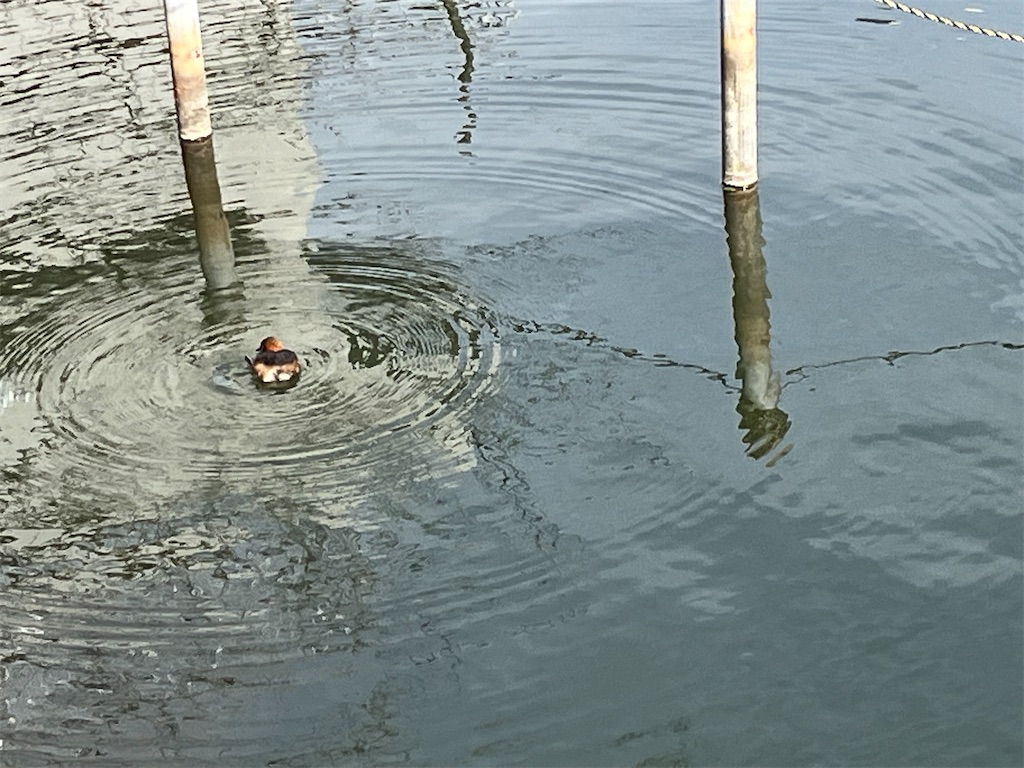 f:id:narutabi:20240211122129j:image