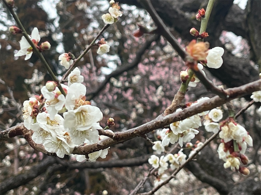 f:id:narutabi:20240228110244j:image