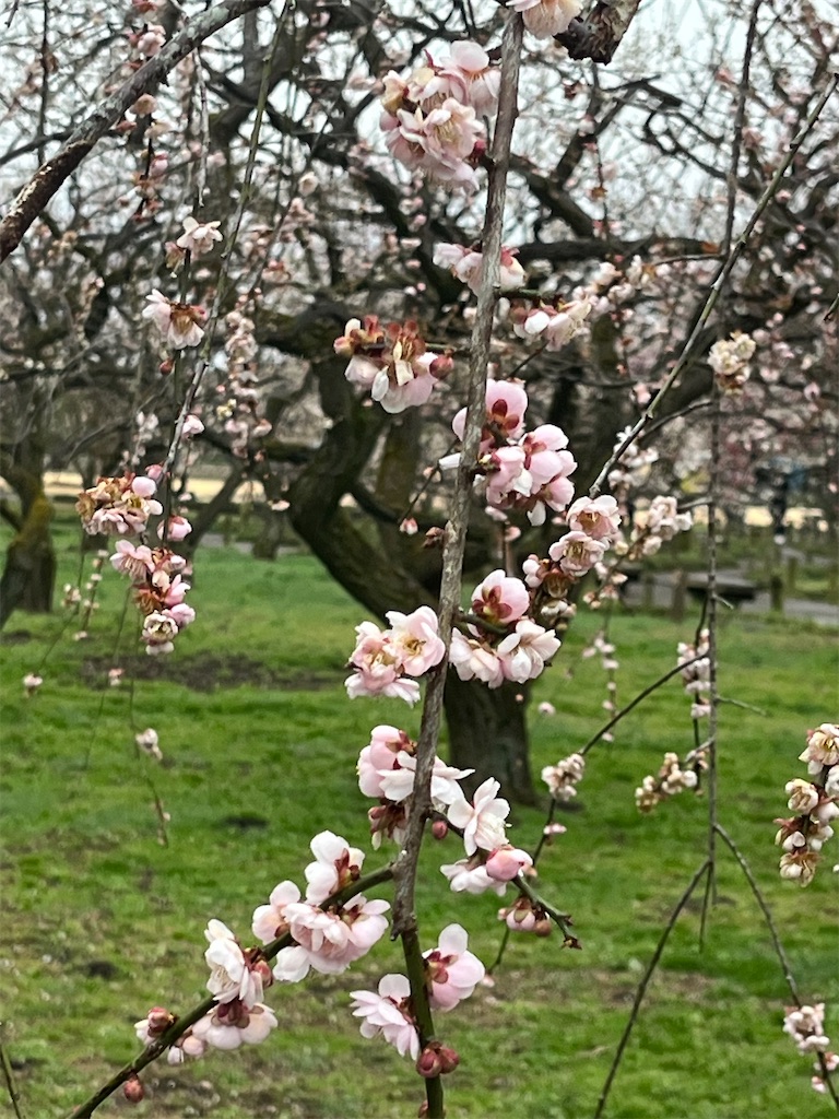 f:id:narutabi:20240228110255j:image