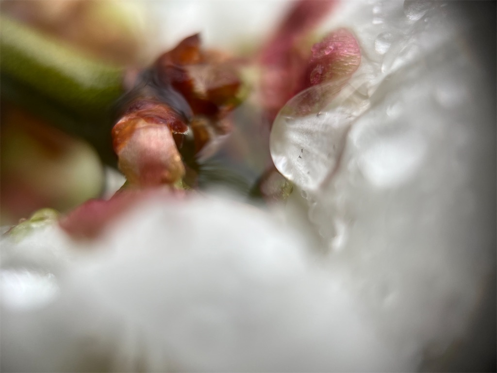 f:id:narutabi:20240228144634j:image