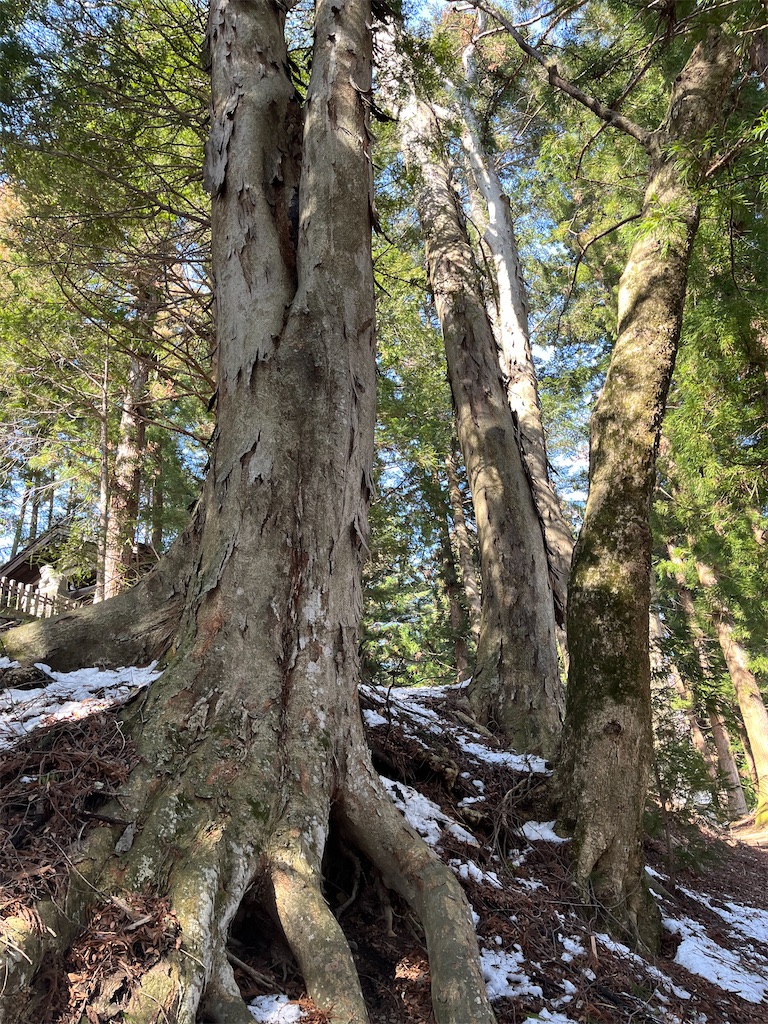 f:id:narutabi:20240319091942j:image