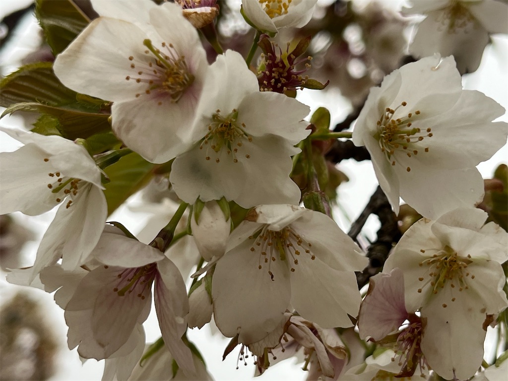 f:id:narutabi:20240328212122j:image