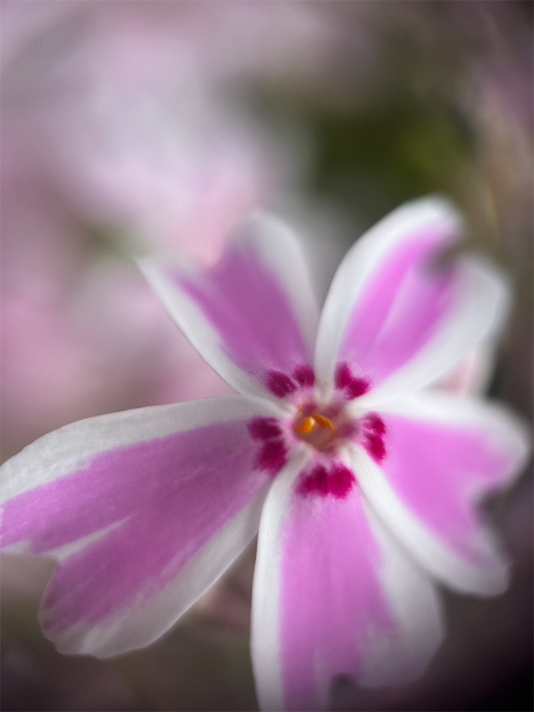 f:id:narutabi:20240501221755j:image