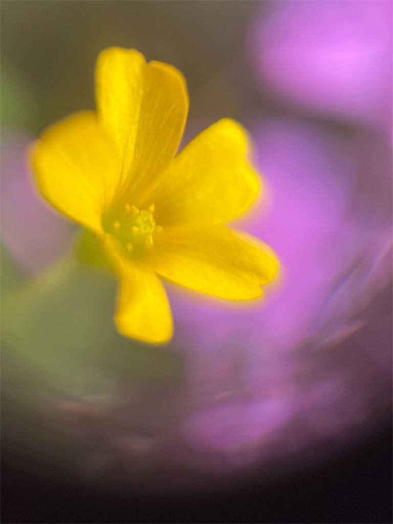 f:id:narutabi:20240501221805j:image