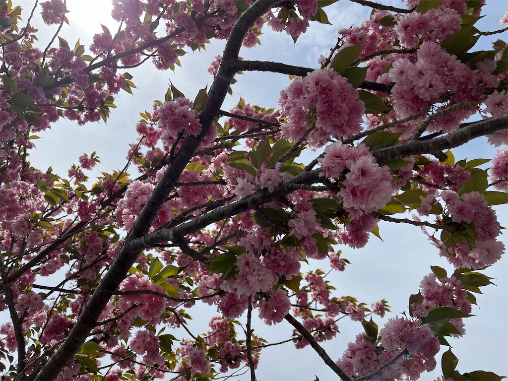 f:id:narutabi:20240510105301j:image f:id:narutabi:20240510105301j:image