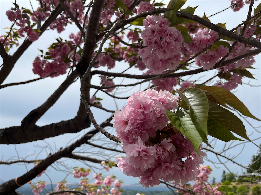 f:id:narutabi:20240510105418j:image f:id:narutabi:20240510105418j:image