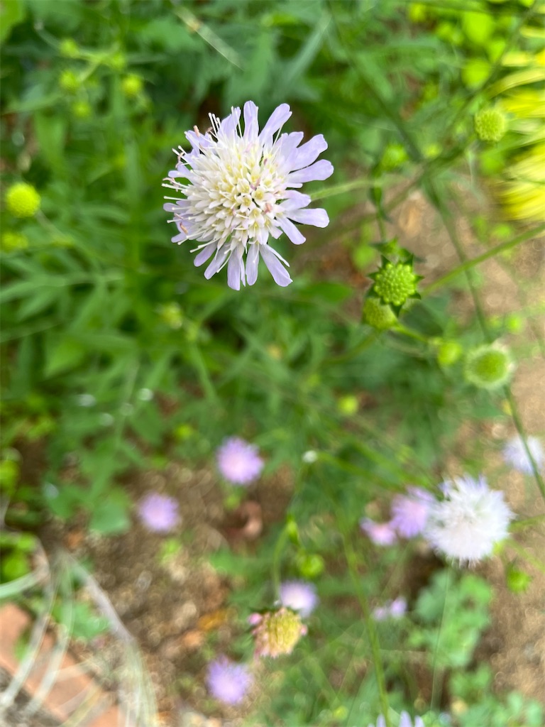 f:id:narutabi:20240522211409j:image