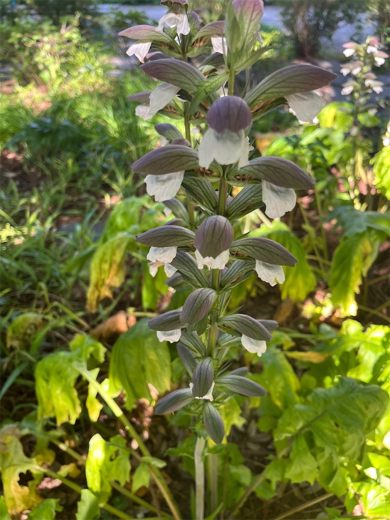 f:id:narutabi:20240617131019j:image