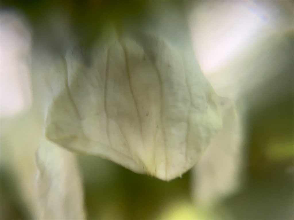 f:id:narutabi:20240617131022j:image