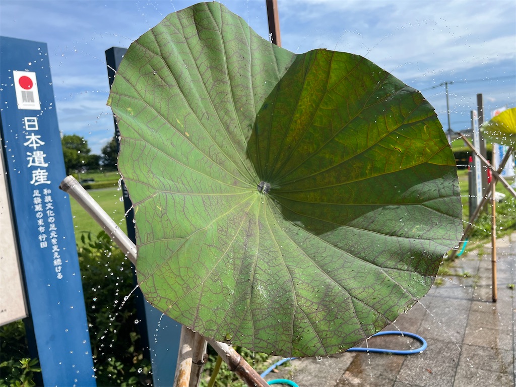 f:id:narutabi:20240729225029j:image