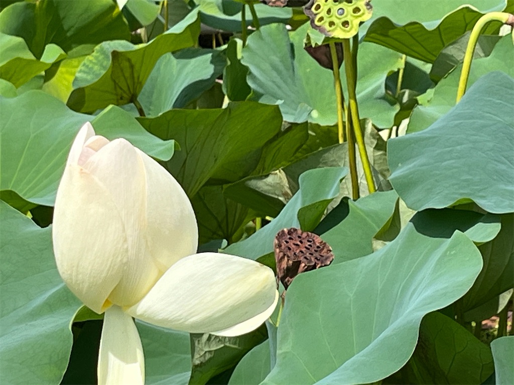 f:id:narutabi:20240729225034j:image