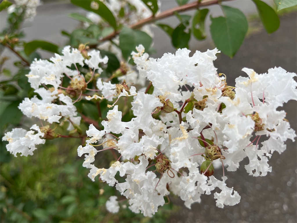 f:id:narutabi:20240730220656j:image