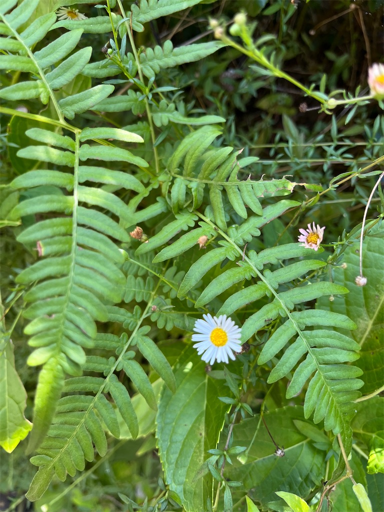 f:id:narutabi:20240829234911j:image