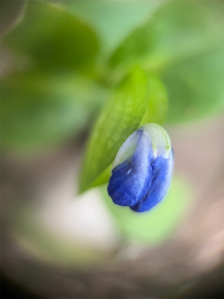 f:id:narutabi:20241019120704j:image f:id:narutabi:20241019120704j:image