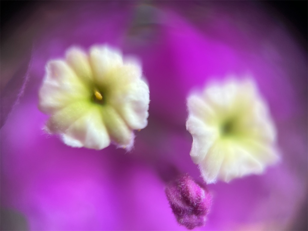 f:id:narutabi:20241219230503j:image