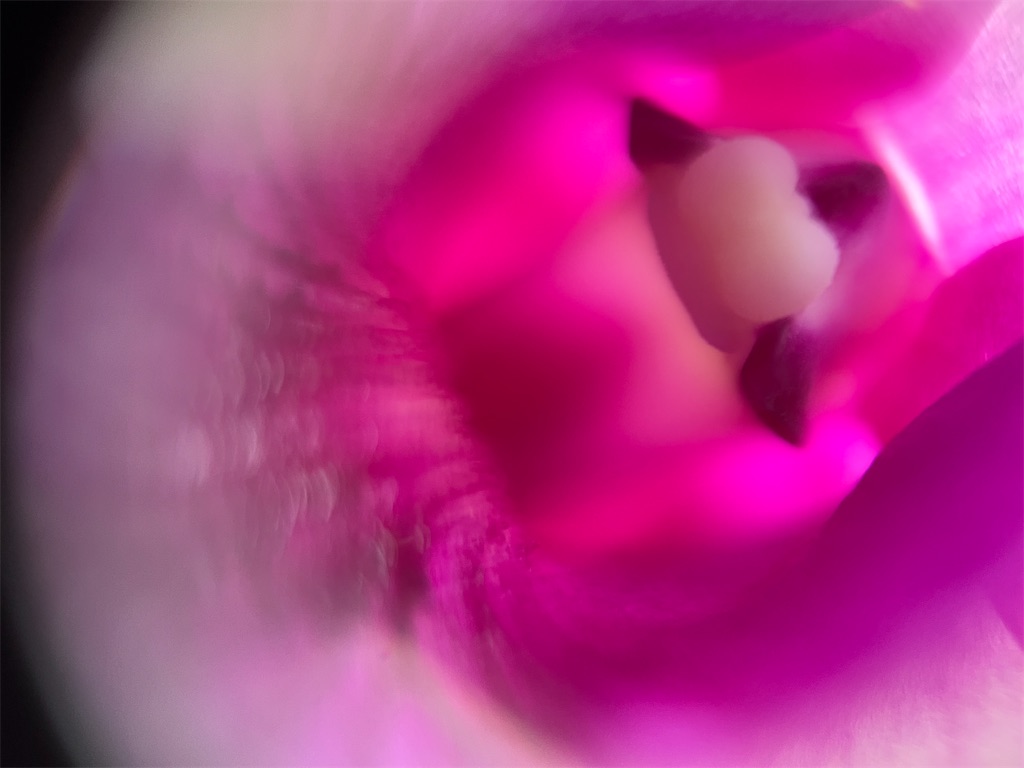 f:id:narutabi:20241229231302j:image