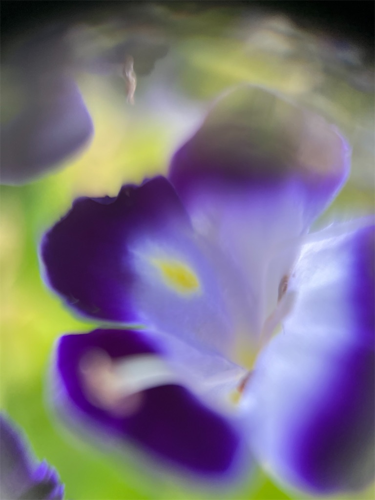 f:id:narutabi:20241229231435j:image