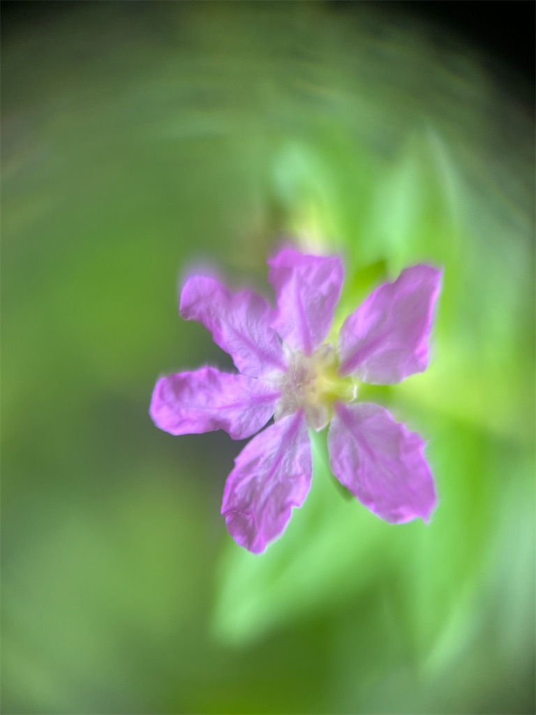 f:id:narutabi:20241229231446j:image