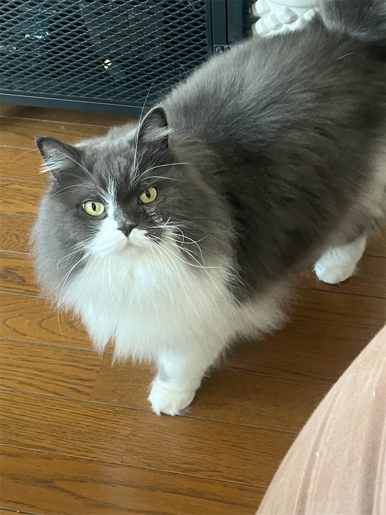 f:id:narutabi:20250102184801j:image