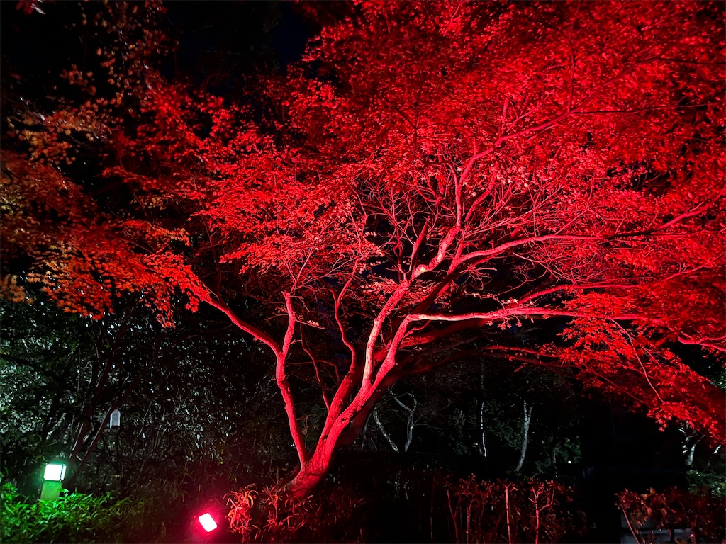 f:id:narutabi:20250113112455j:image