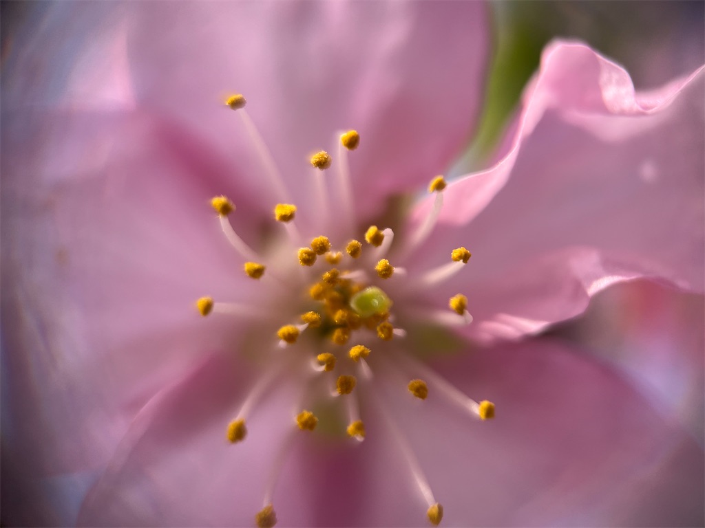 f:id:narutabi:20250305160850j:image