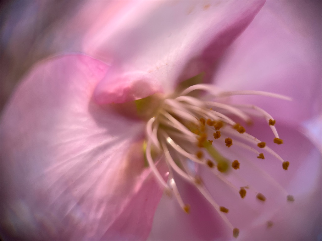 f:id:narutabi:20250305160954j:image
