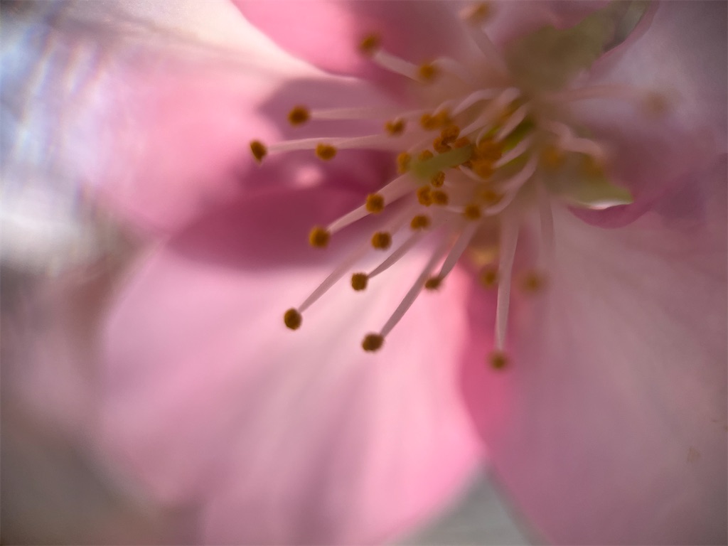 f:id:narutabi:20250305161009j:image