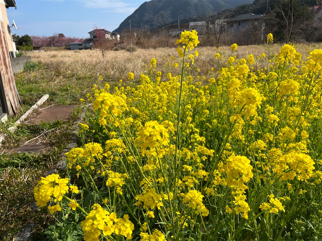 f:id:narutabi:20250305161028j:image