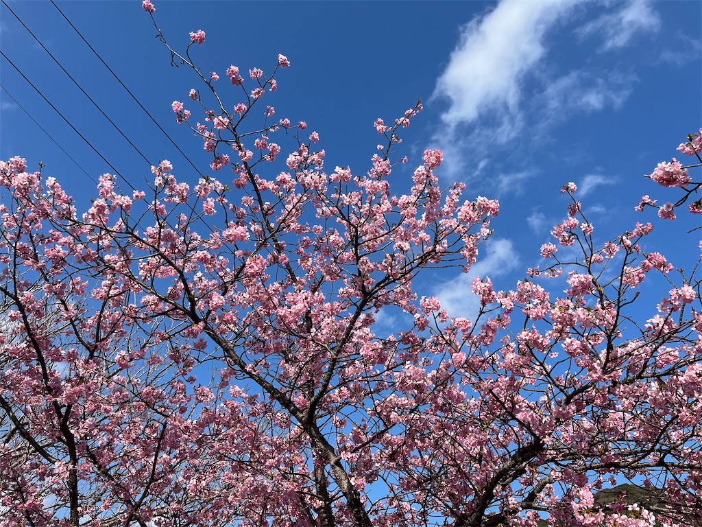 f:id:narutabi:20250305161051j:image