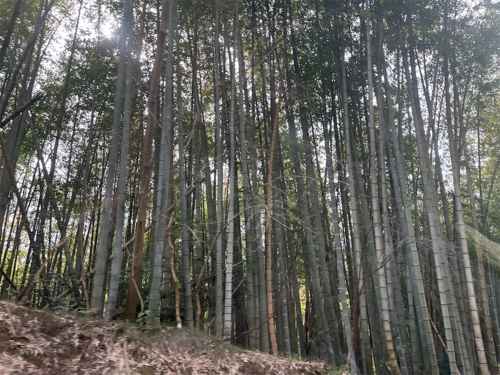 f:id:narutabi:20250311122915j:image