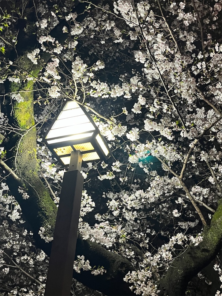 f:id:narutabi:20250404220826j:image f:id:narutabi:20250404220826j:image