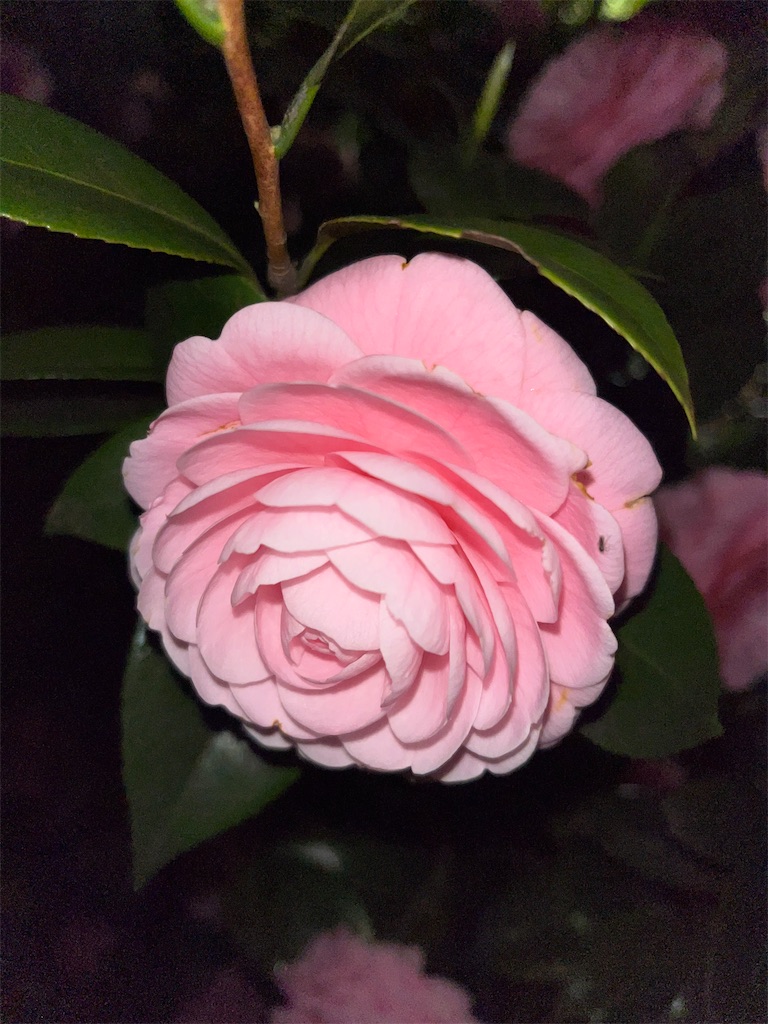 f:id:narutabi:20250404220849j:image f:id:narutabi:20250404220849j:image