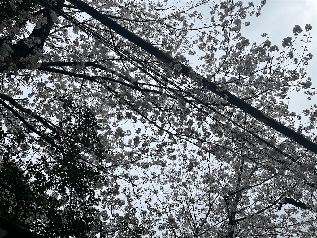 f:id:narutabi:20250407221453j:image