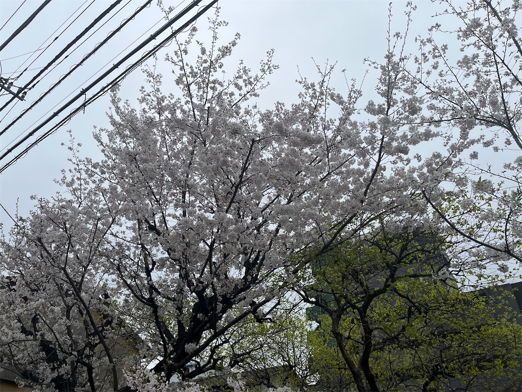 f:id:narutabi:20250407221524j:image