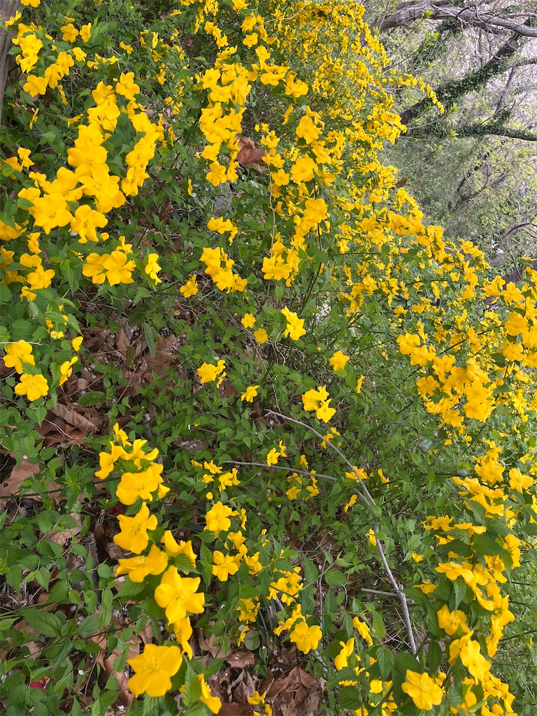 f:id:narutabi:20250413233202j:image