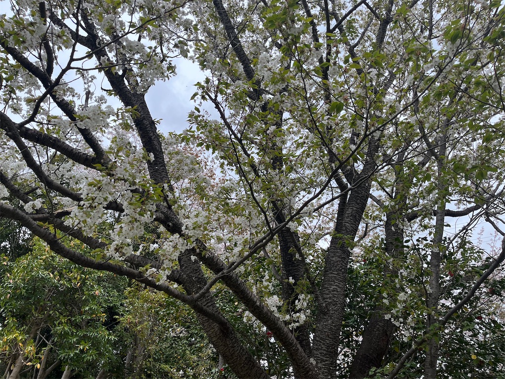 f:id:narutabi:20250413233206j:image