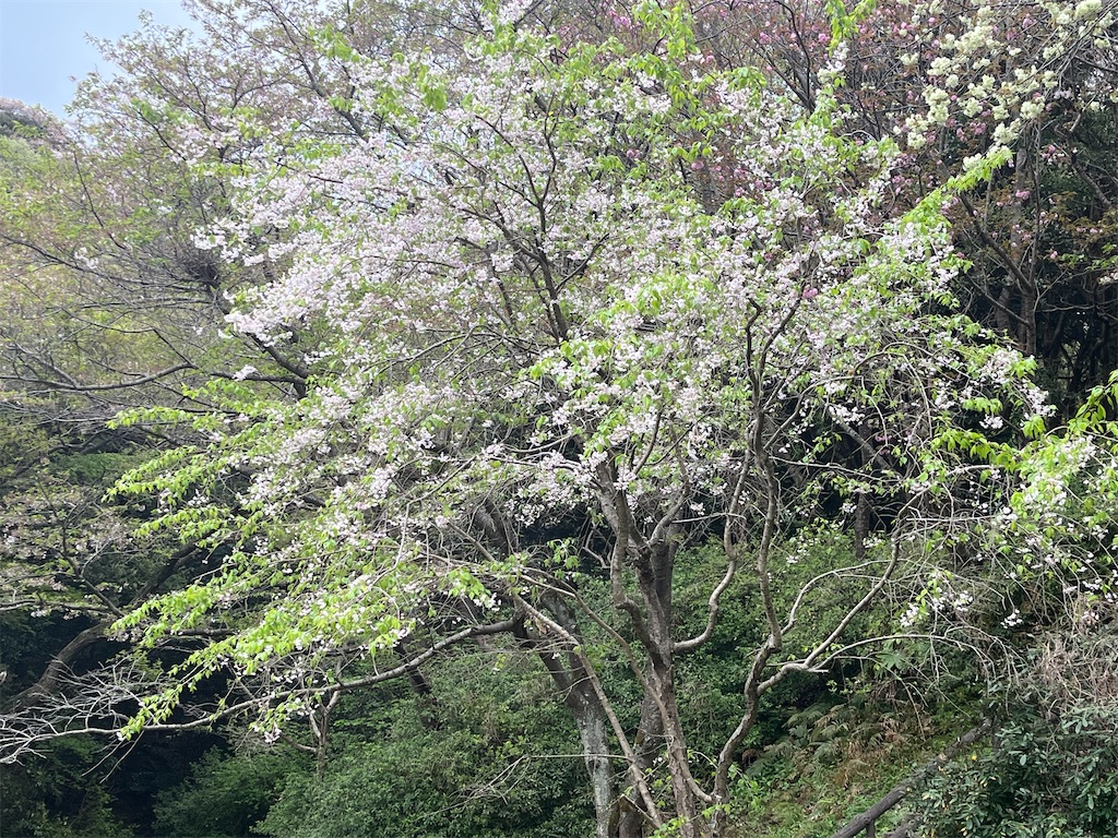 f:id:narutabi:20250413233219j:image