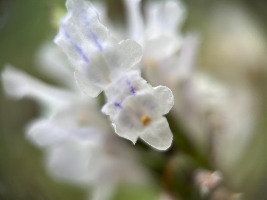 f:id:narutabi:20250501201339j:image f:id:narutabi:20250501201339j:image