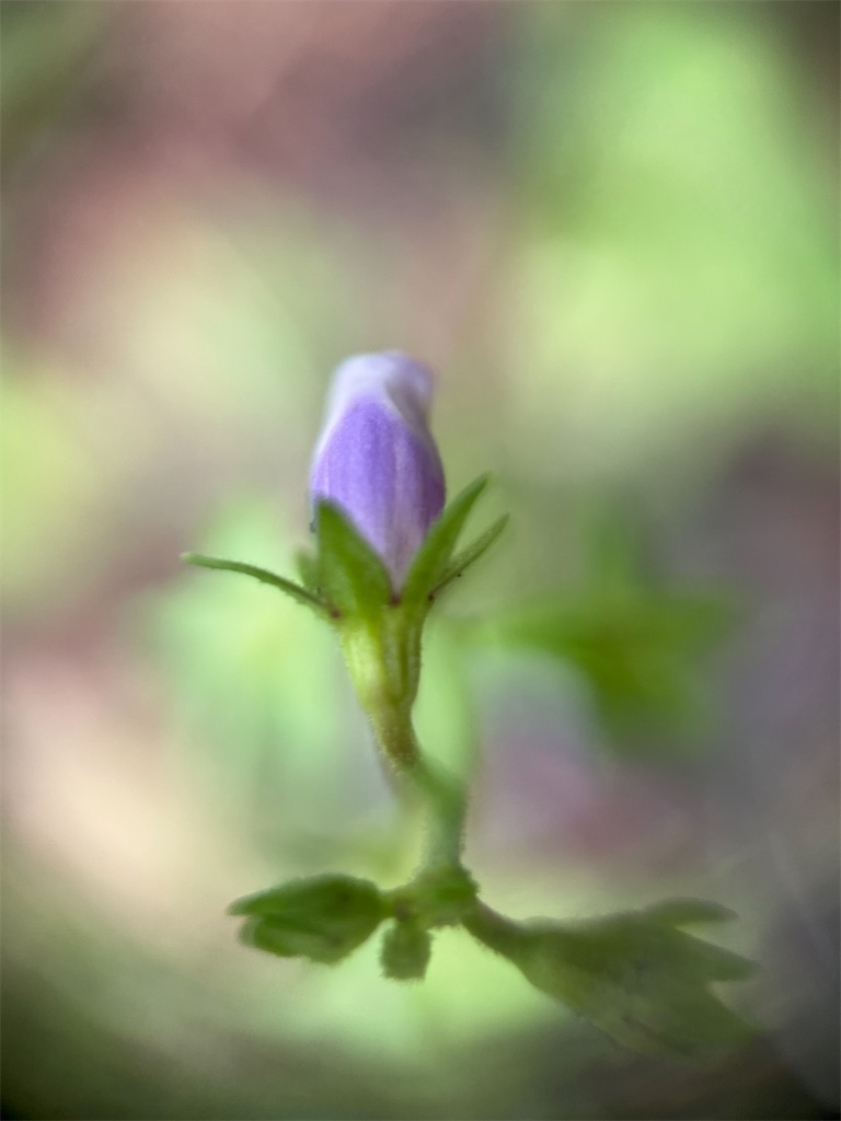 f:id:narutabi:20250528235451j:image