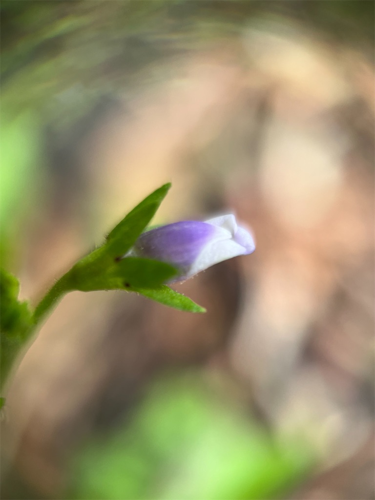f:id:narutabi:20250528235454j:image