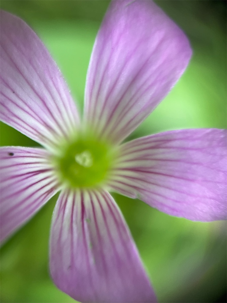f:id:narutabi:20250617213922j:image