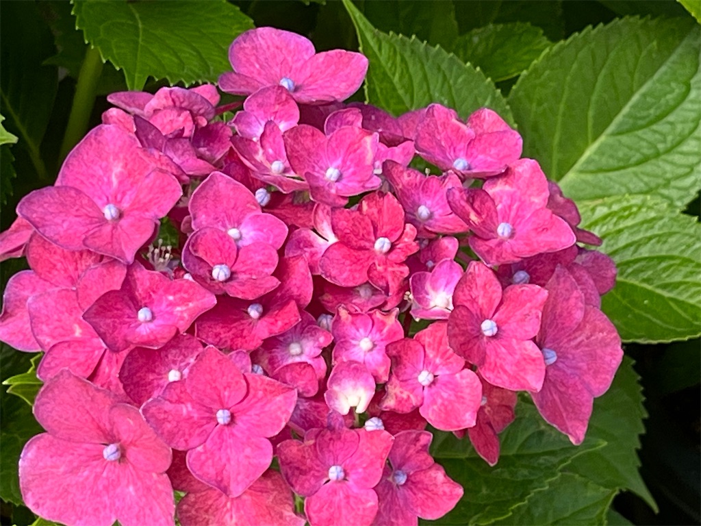 f:id:narutabi:20250617214026j:image