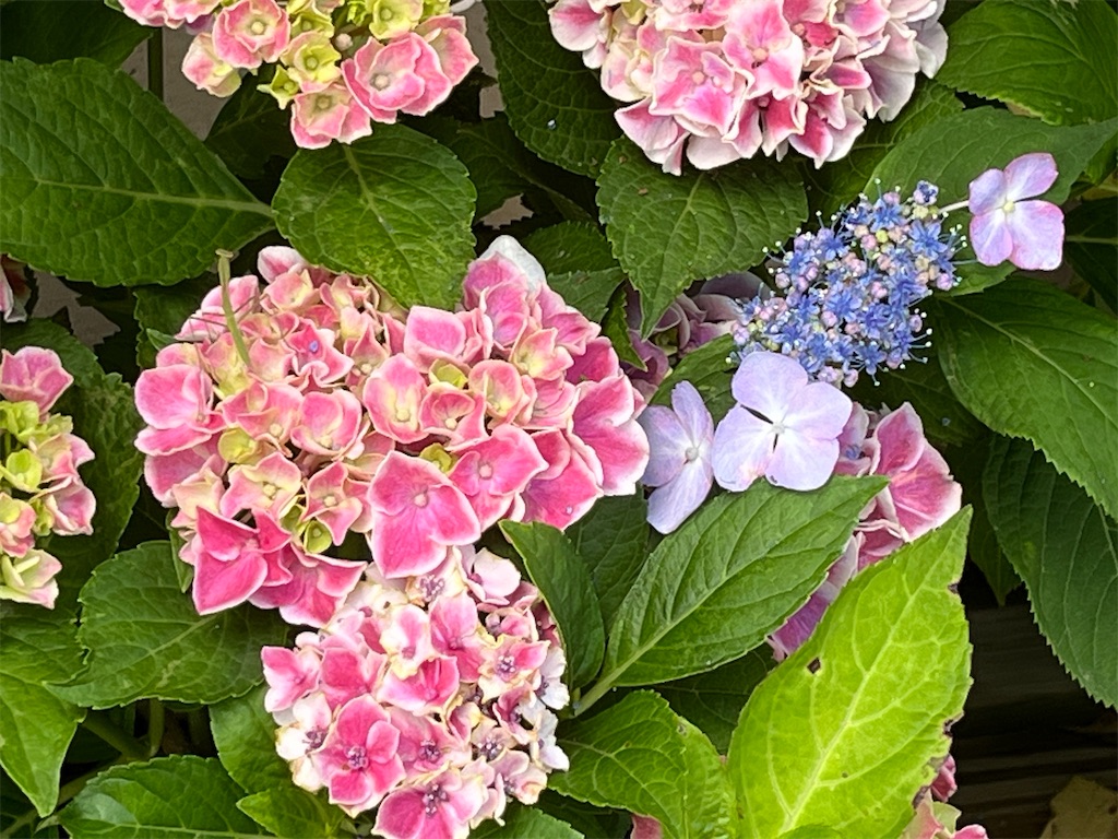 f:id:narutabi:20250617214032j:image
