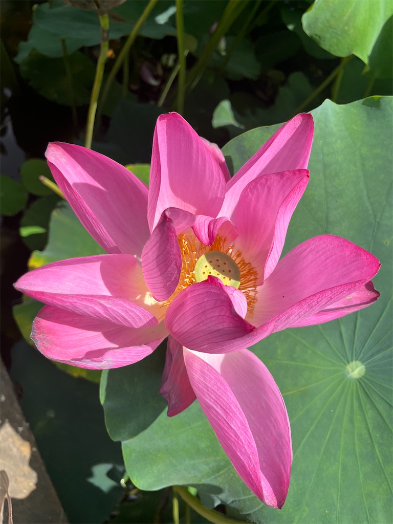 f:id:narutabi:20250722074650j:image