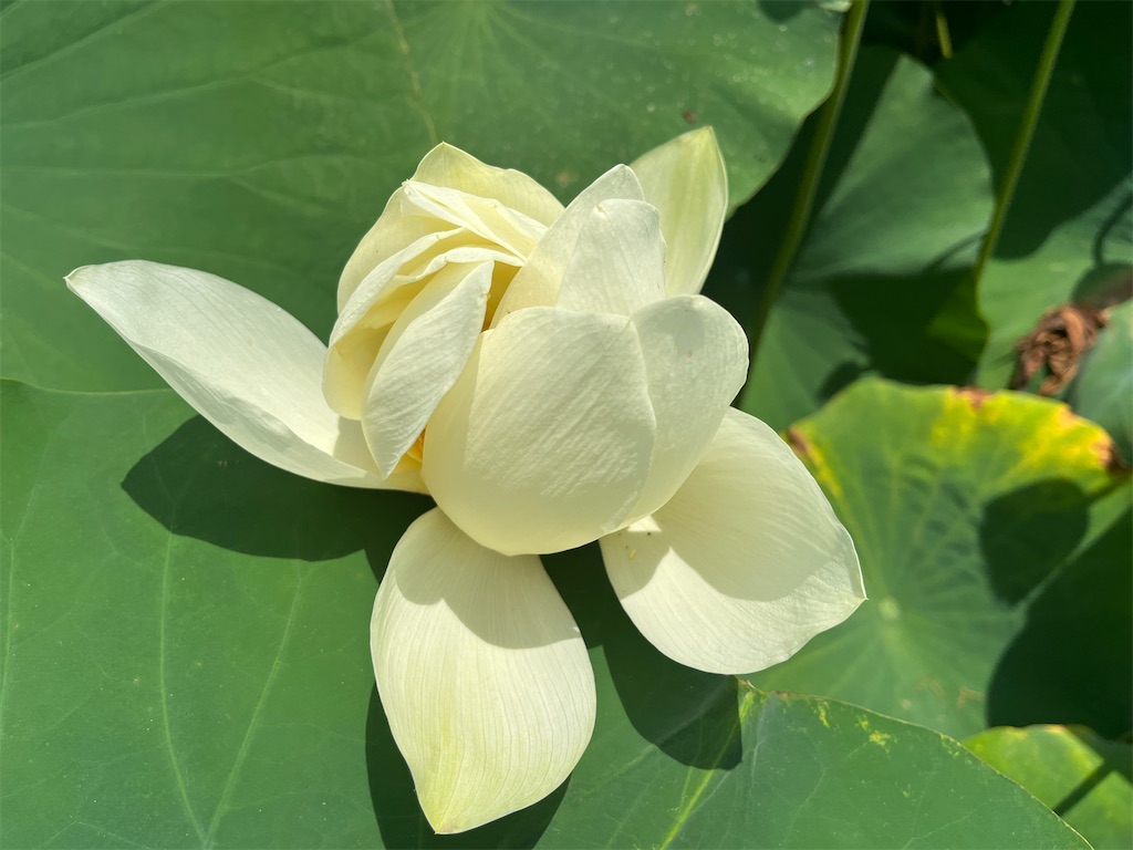 f:id:narutabi:20250722074716j:image